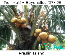 Pier Matì - Seychelles '97-'98 - image from Praslin Island