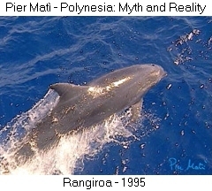 Pier Matì - Polynesia: Myth and Reality - Rangiroa 1995 - Delfino - Dolphin - Dauphin