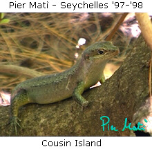 Pier Matì - Seychelles '97-'98 - image from Cousin Island