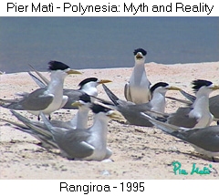 Pier Matì - Polynesia: Myth and Reality - Rangiroa 1995 - sea birds