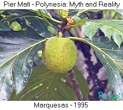 Pier Matì - Polynesia: Myth and Reality - Marquesas - 1995 - Albero del pane - Bread tree - Arbre a pain (Uru)